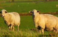 گوسفند زنده را از اینترنت خریداری کنید