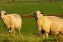 گوسفند زنده را از اینترنت خریداری کنید