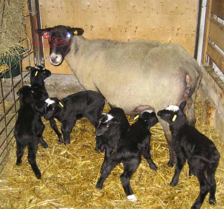 گوسفند چندقلوزا