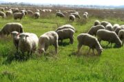 قیمت روز گوسفند زنده در تهران و کرج