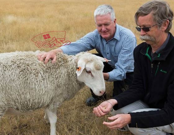 خرید گوسفند زنده بهداشتی