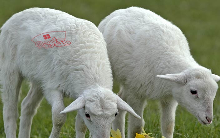 قیمت گوسفند زنده در اینترنت