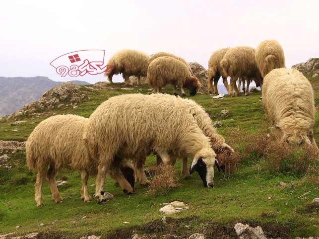 خرید گوسفند در عید قربان