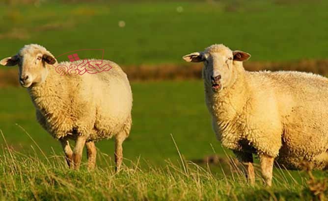 قربانی کردن گوسفند در عید قربان