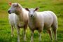 سایت خرید و فروش گوسفند زنده