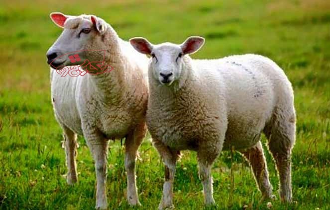 قیمت گوسفند برای عید قربانی در سال 1400